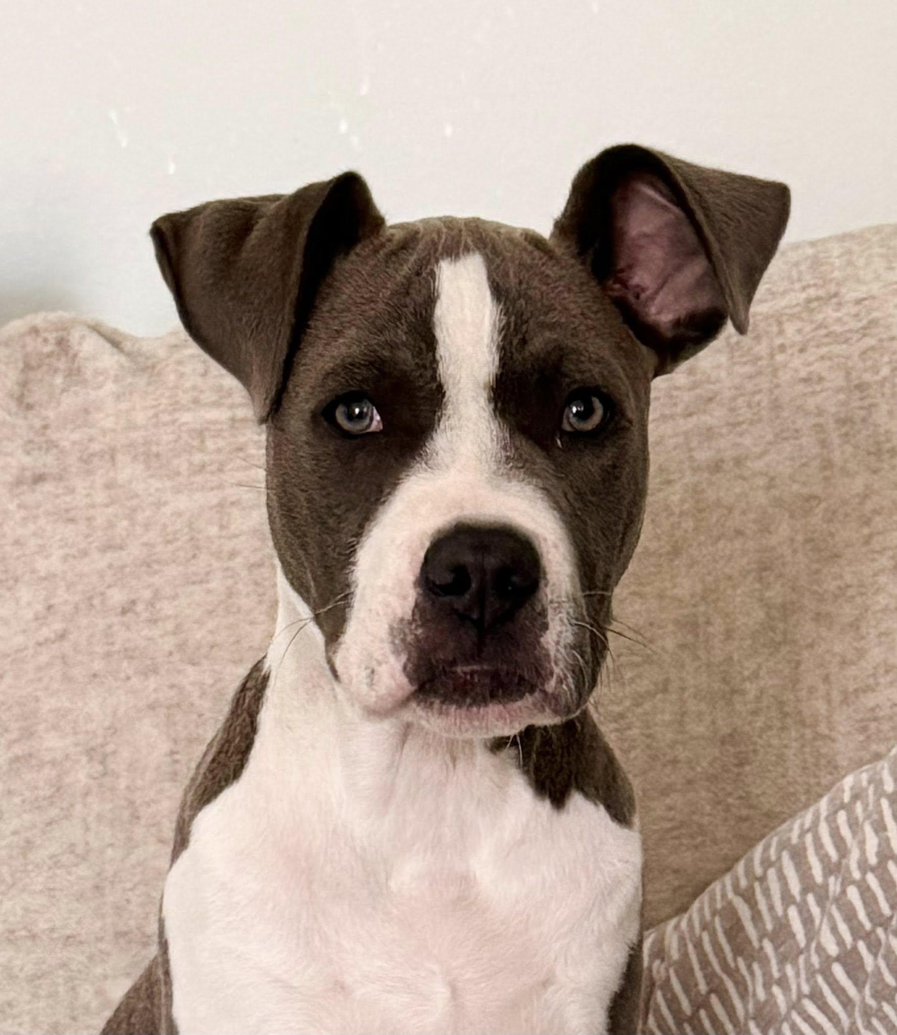 Enlarge Sulley, an adoptable mixed breed in Shalimar, FL image 2/4