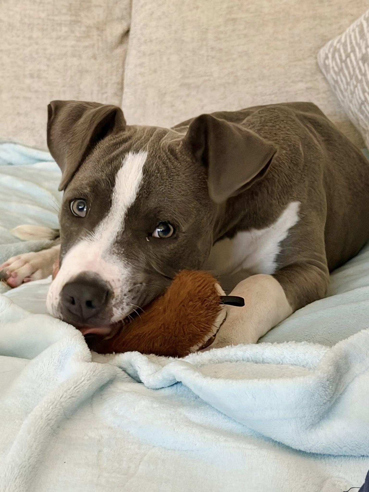 Enlarge Sulley, an adoptable mixed breed in Shalimar, FL image 4/4