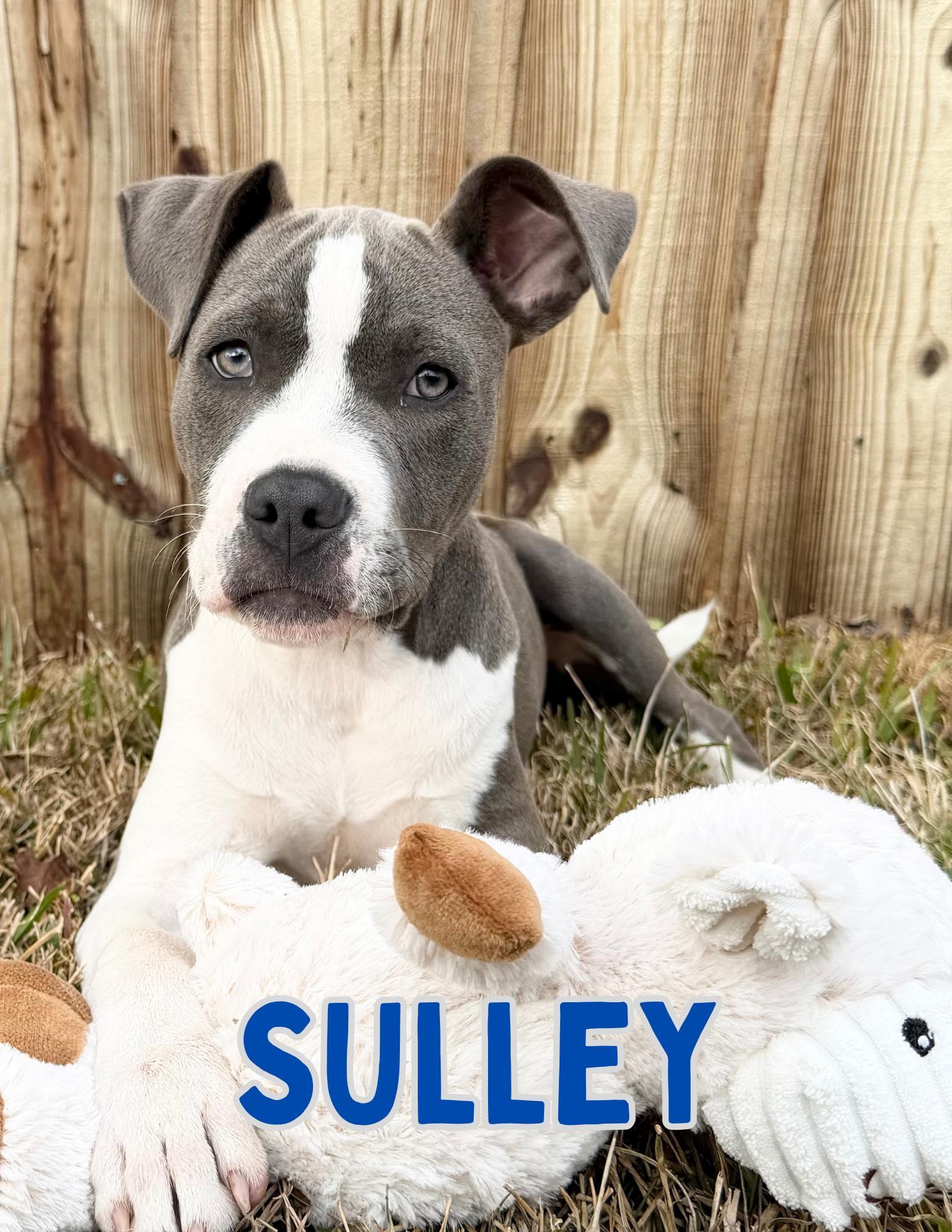 Enlarge Sulley, an adoptable mixed breed in Shalimar, FL image 1/4