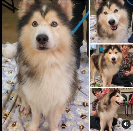 Vincent, Adopted, Adult Male Siberian Husky.