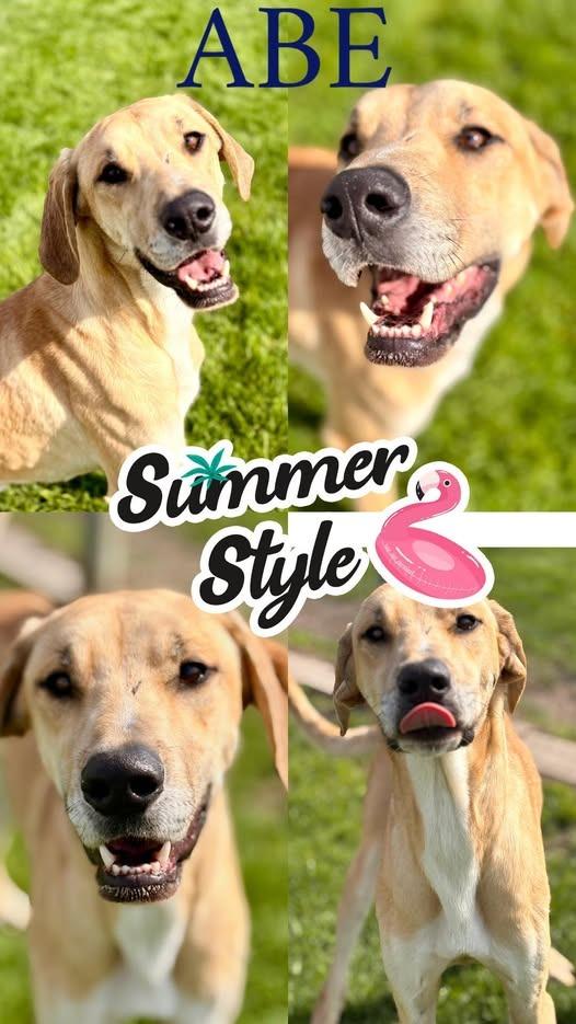 Enlarge Abe, a Adoptable mixed breed in Rensselaer, IN image 1/1