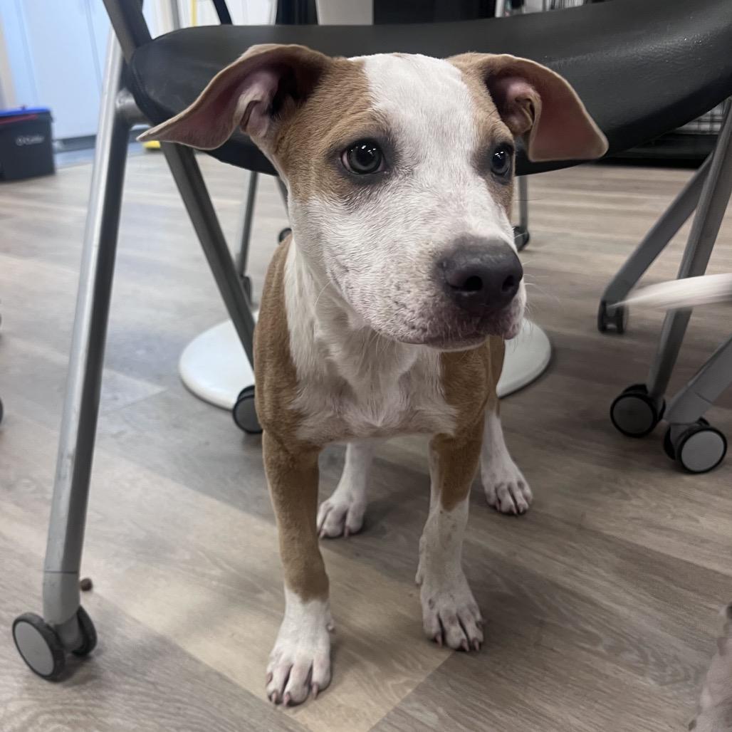 Flora, Adoptable, Puppy Female Cattle Dog & Mixed Breed.