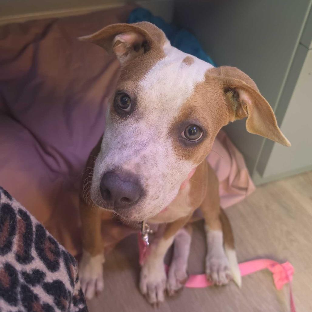 Enlarge Flora, a Adoptable mixed breed in Waco, TX image 2/3