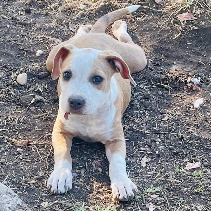 Enlarge Flora, a Adoptable mixed breed in Waco, TX image 3/3