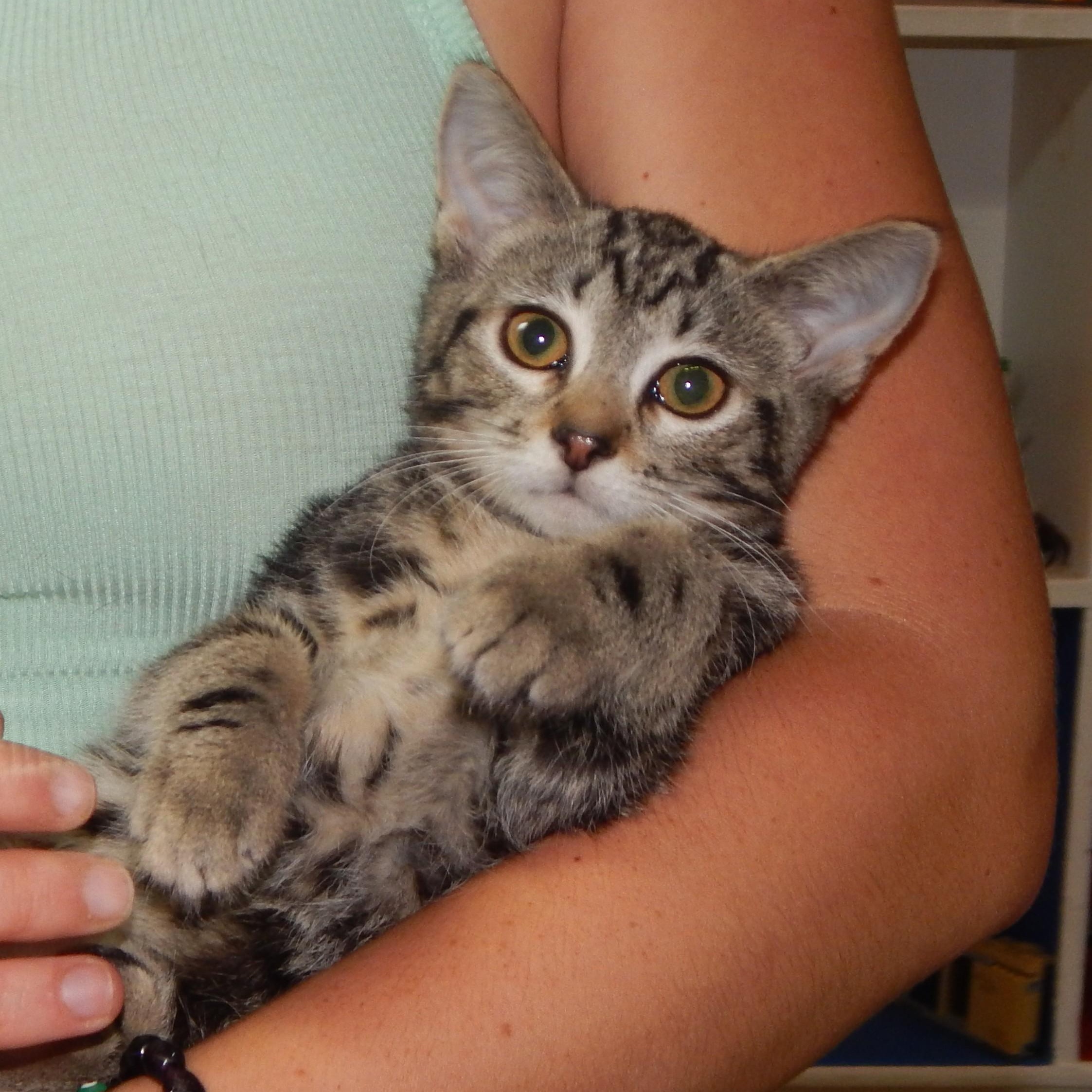 Frick and Frack, a ADOPTABLE Domestic Short Hair in West Orange, NJ image 5/5