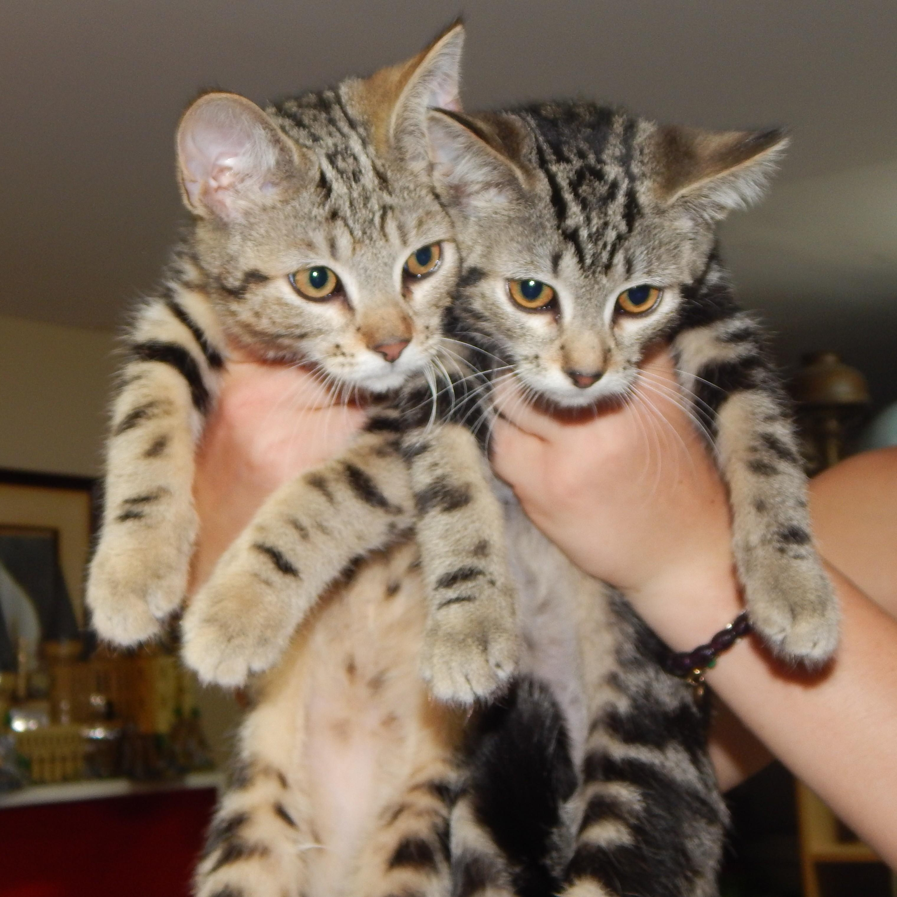 Frick and Frack, a ADOPTABLE Domestic Short Hair in West Orange, NJ image 1/5