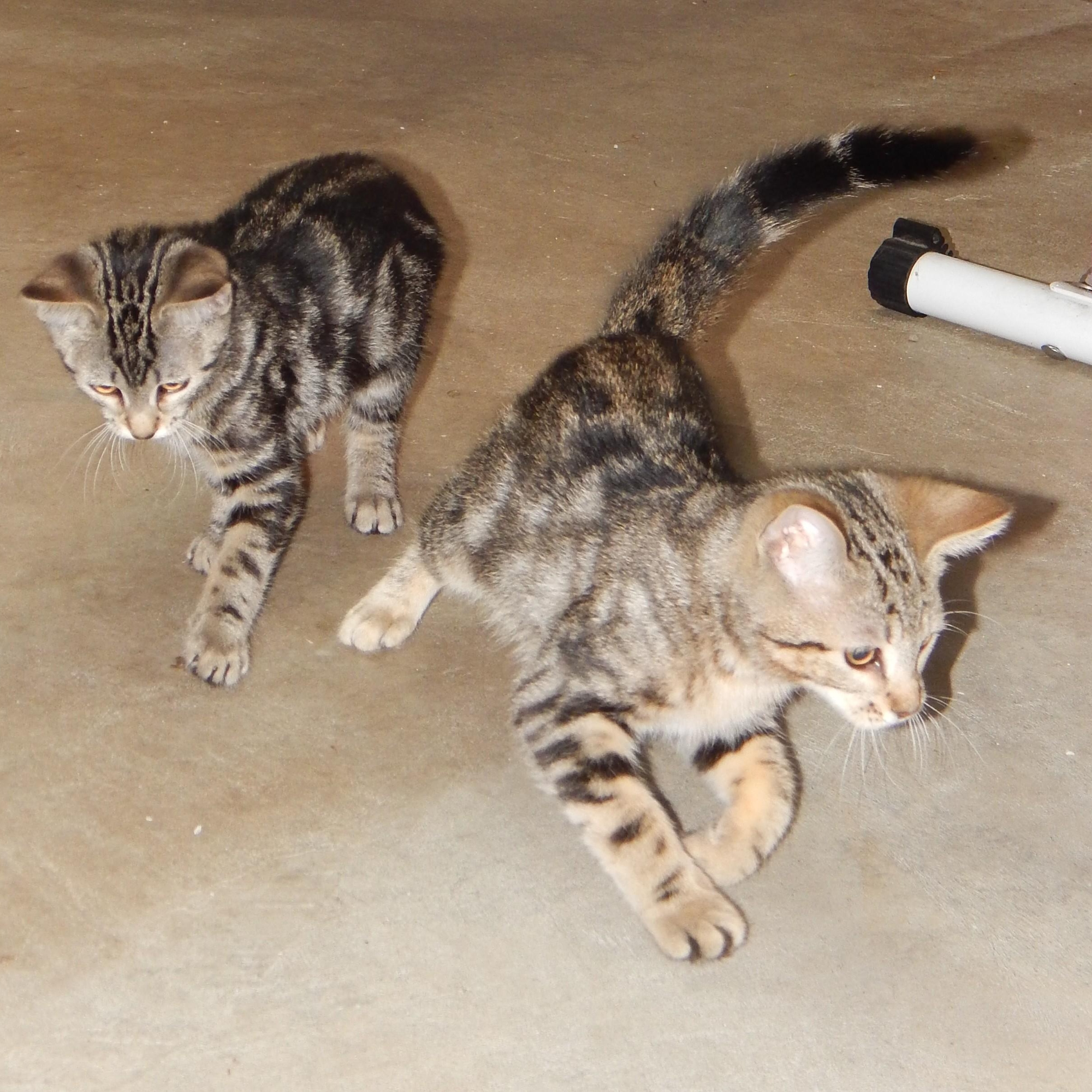 Frick and Frack, a ADOPTABLE Domestic Short Hair in West Orange, NJ image 2/5