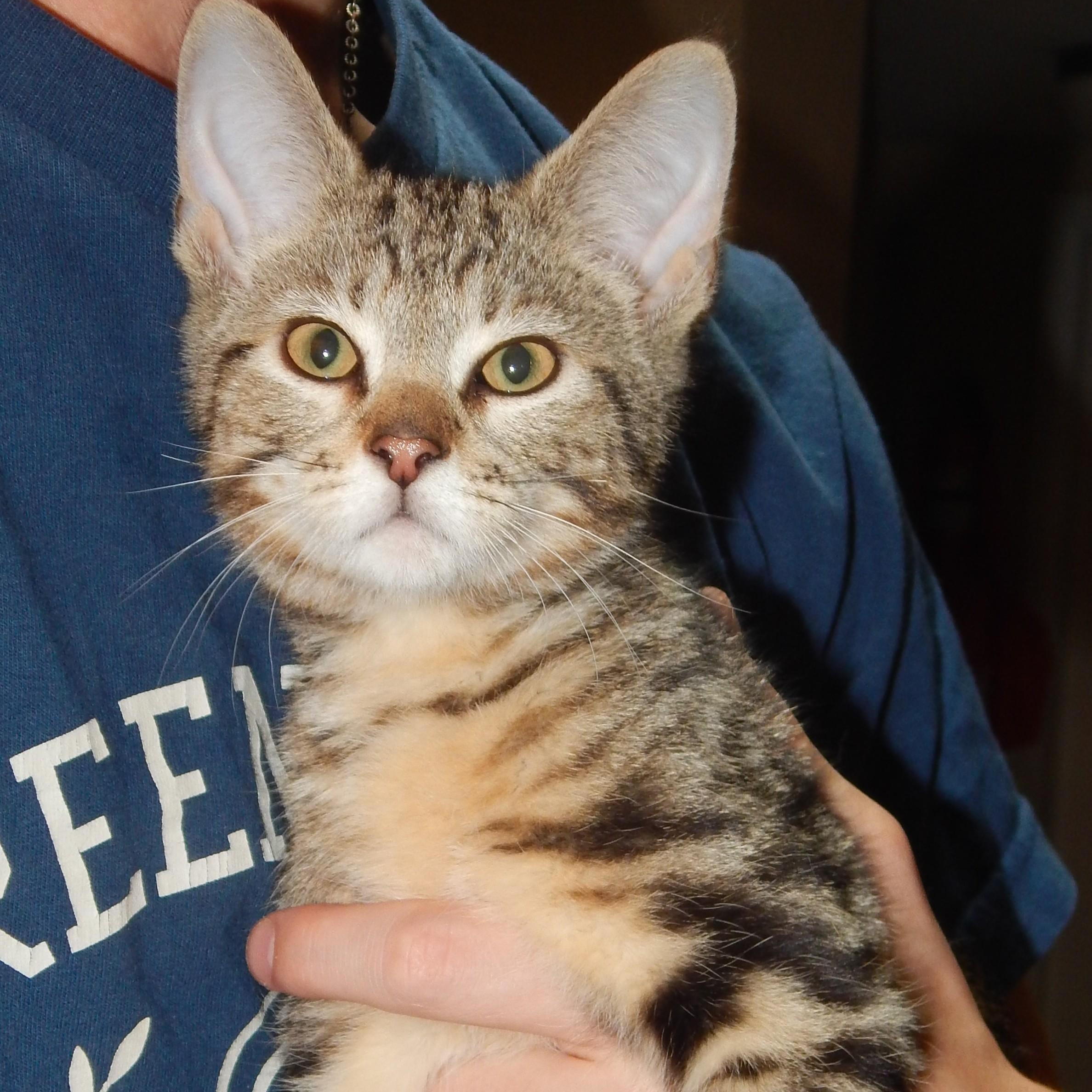 Frick and Frack, a ADOPTABLE Domestic Short Hair in West Orange, NJ image 4/5