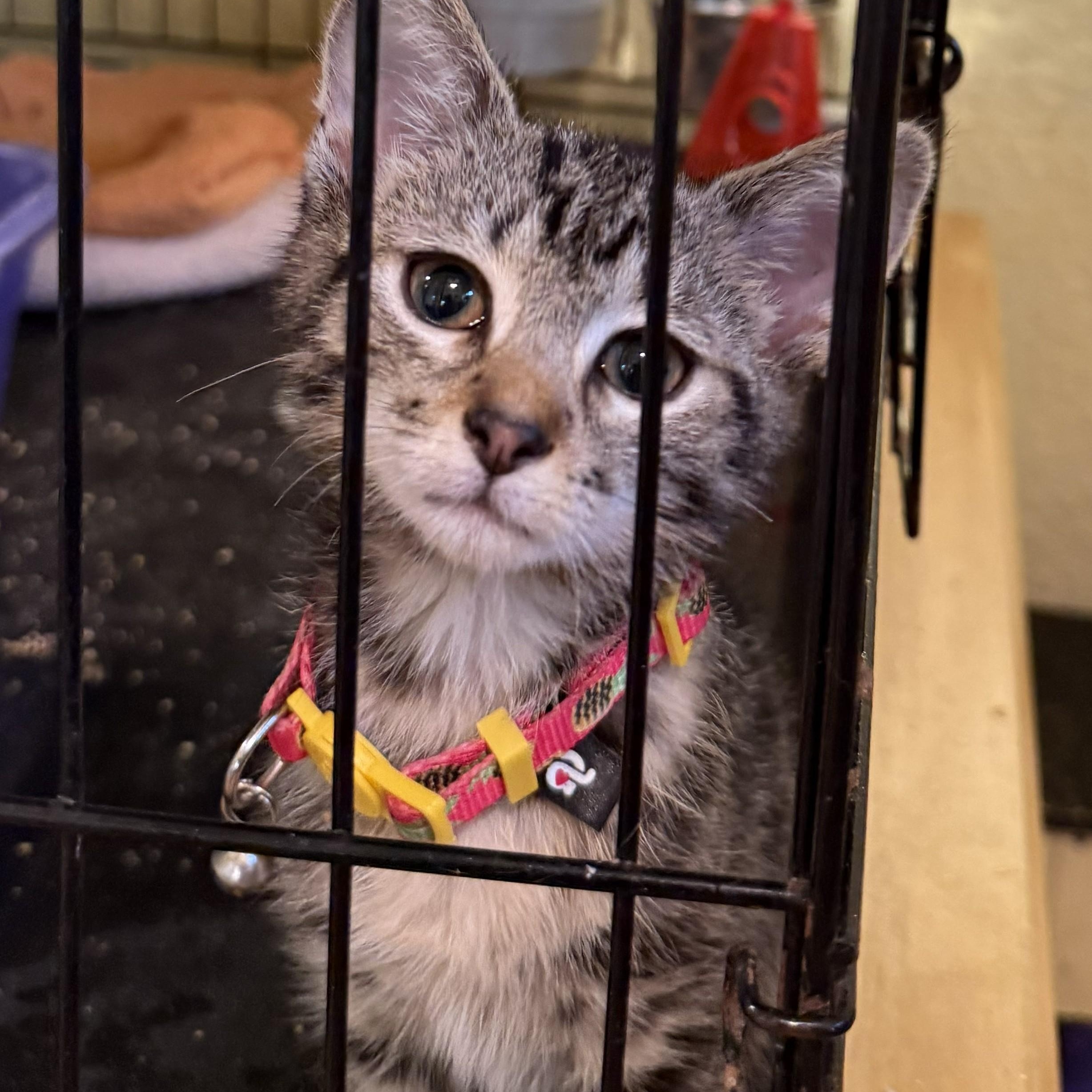 Frick and Frack, a ADOPTABLE Domestic Short Hair in West Orange, NJ image 3/5
