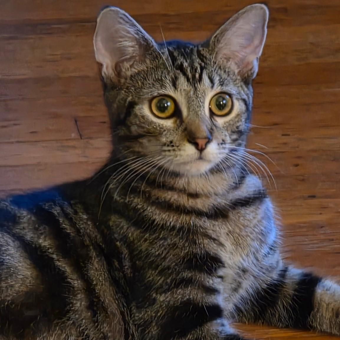 Alice, ADOPTABLE, Young Female Domestic Short Hair.