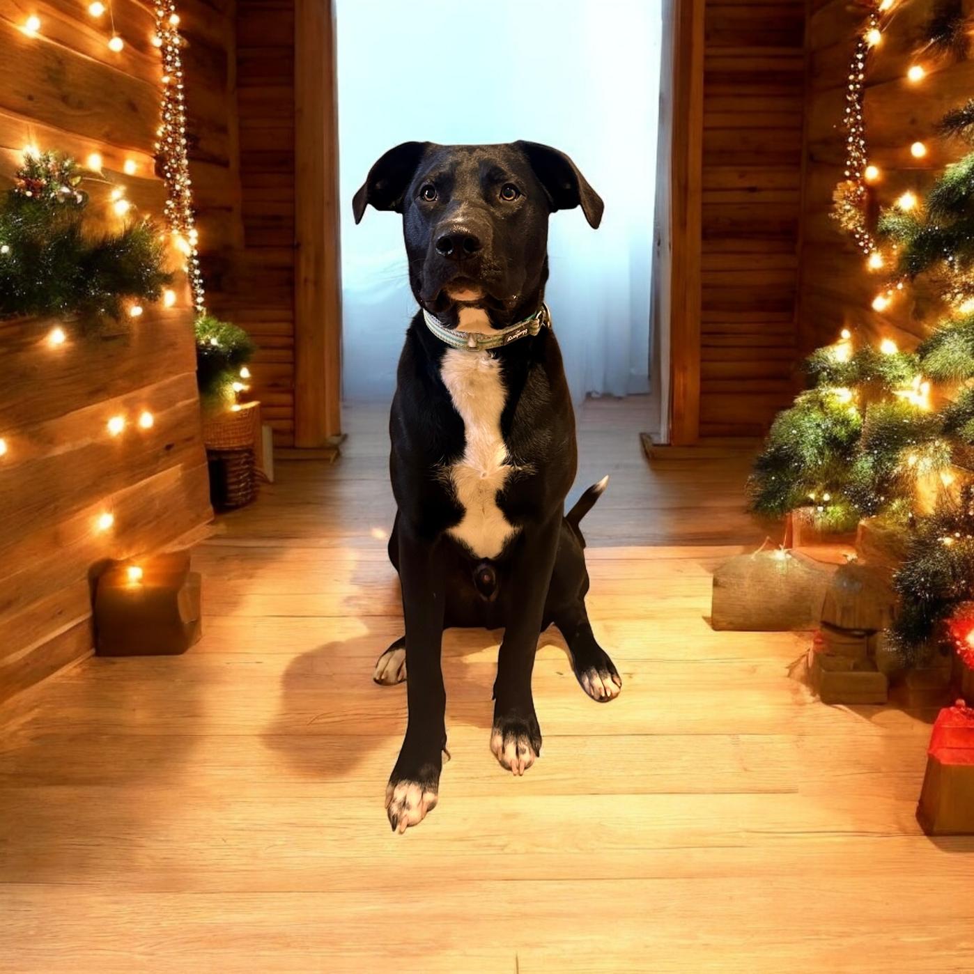 Mac, Adoptable, Young Male Pit Bull Terrier & German Shepherd Dog.