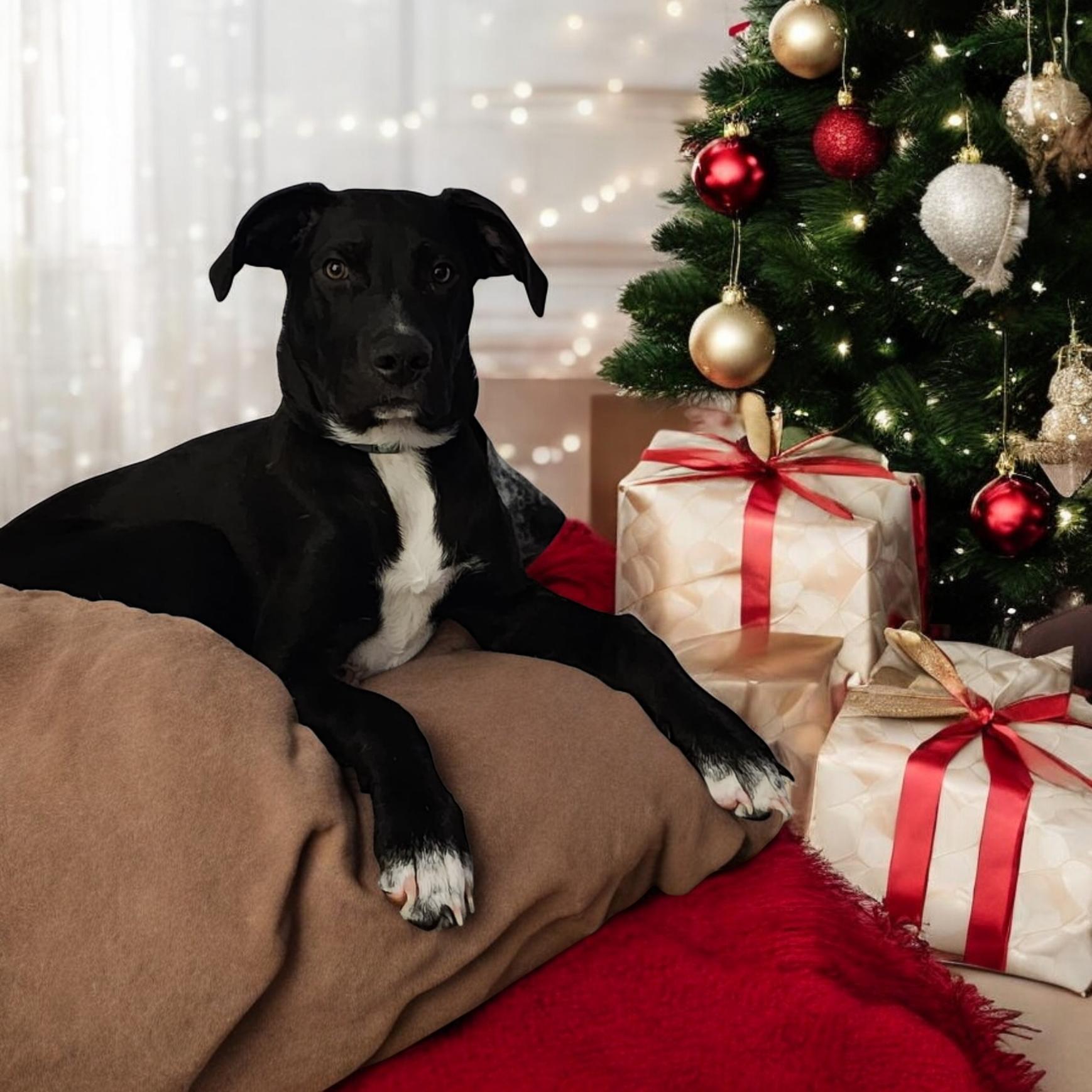 Mac, a Adoptable mixed breed in Phillipsburg, NJ image 2/6