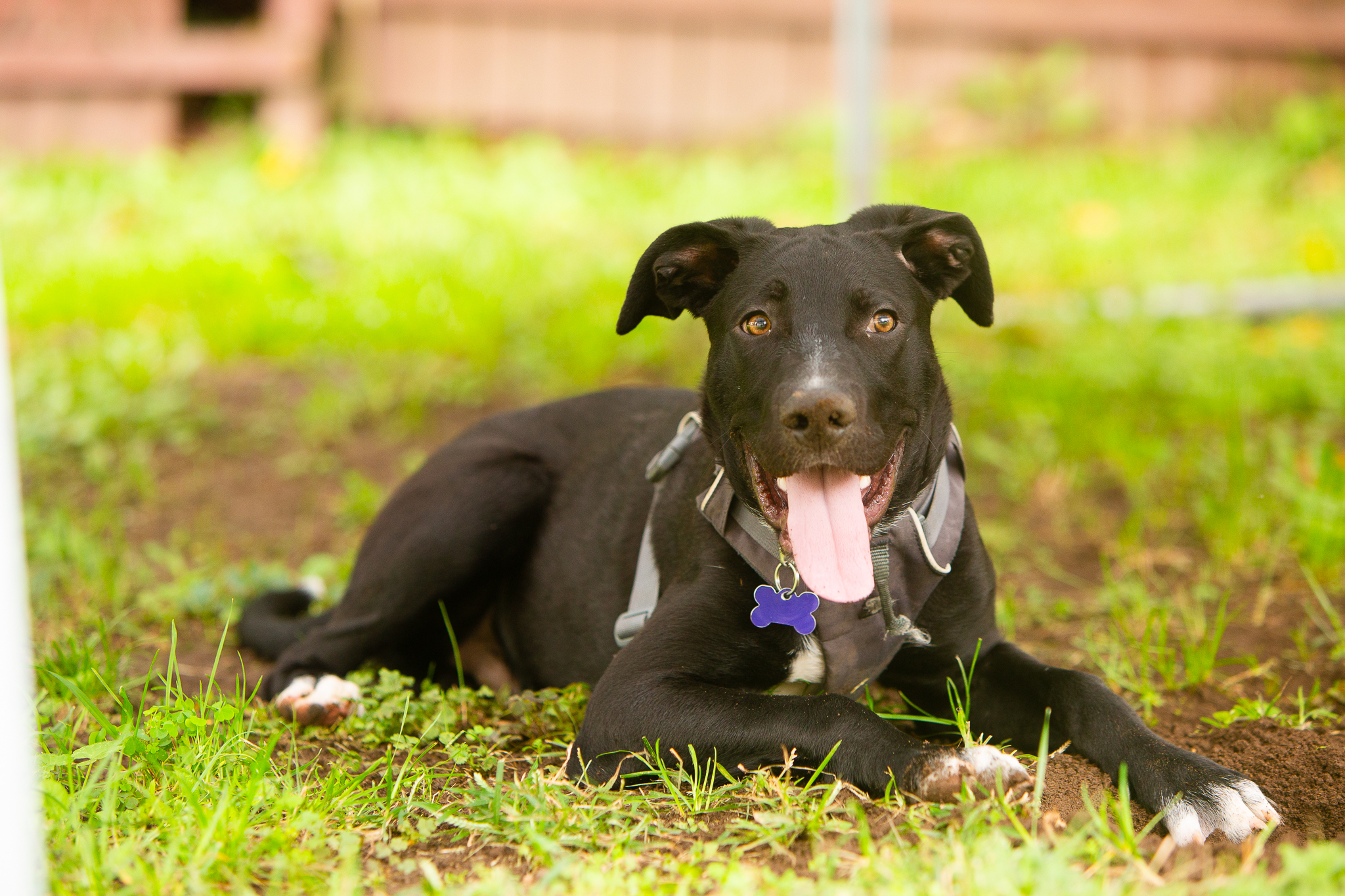 Mac, a Adoptable mixed breed in Phillipsburg, NJ image 4/6