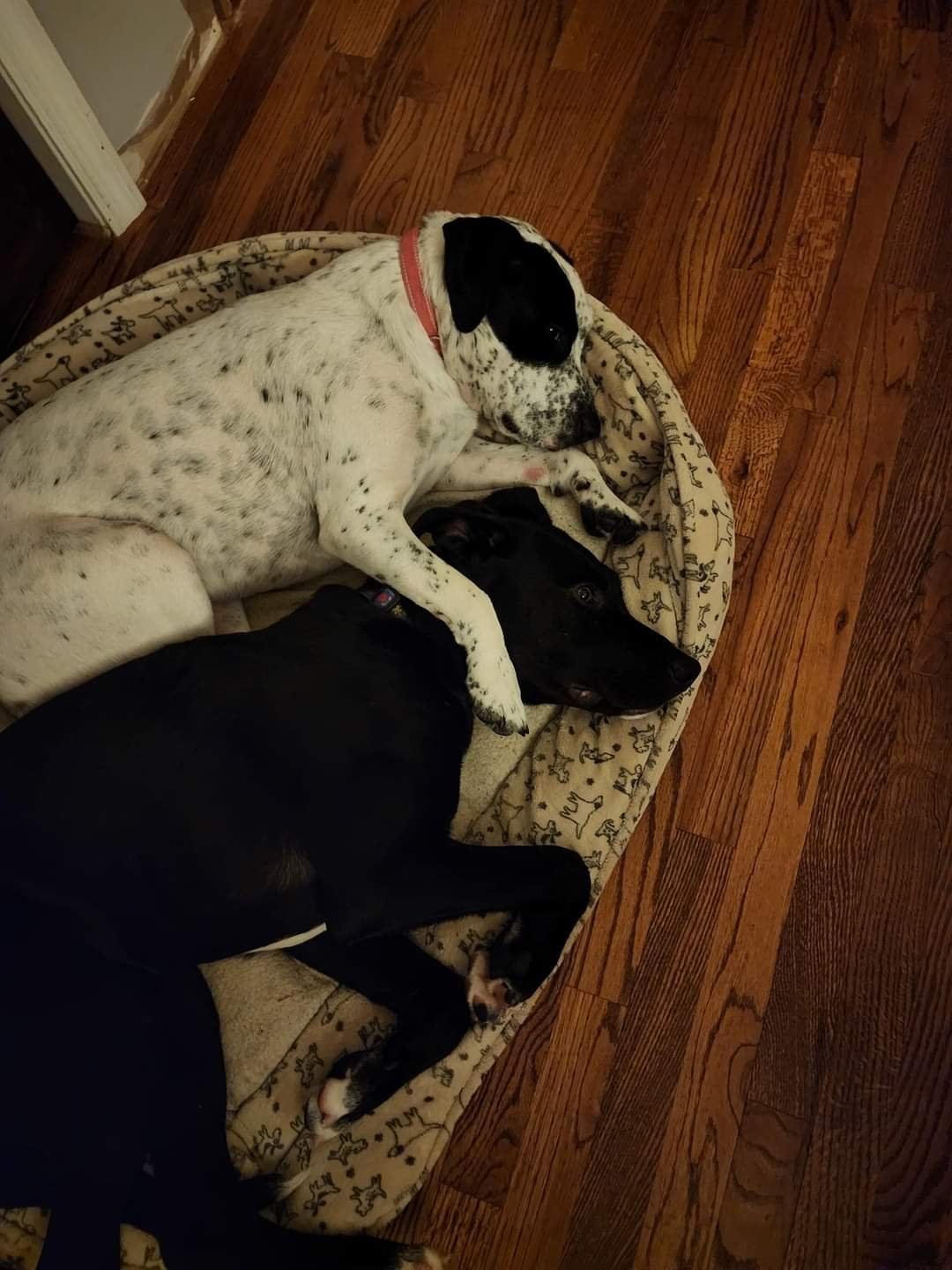 Mac, a Adoptable mixed breed in Phillipsburg, NJ image 5/6