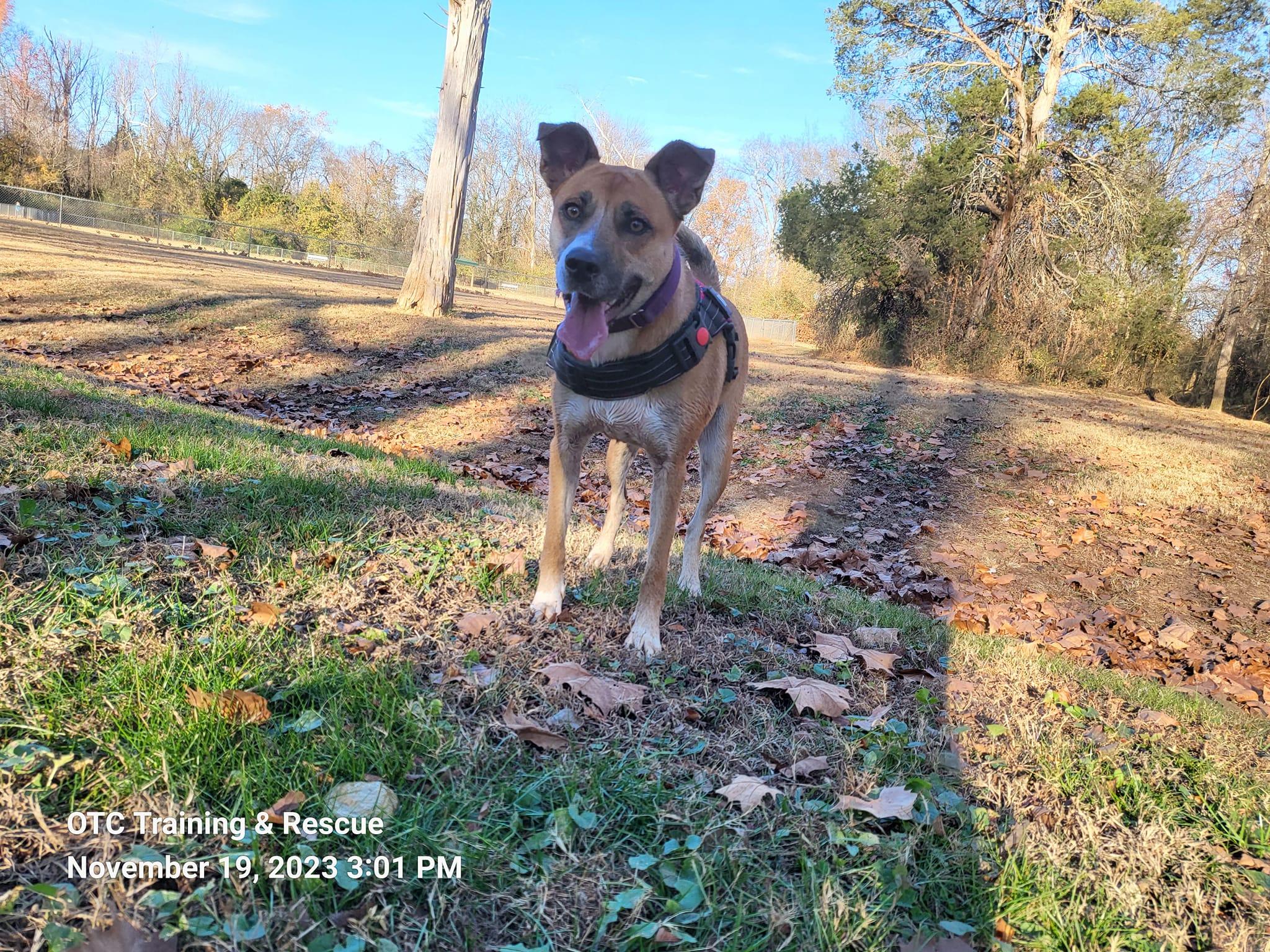 Marilyn, Adoptable, Adult Female German Shepherd Dog & Mountain Cur.