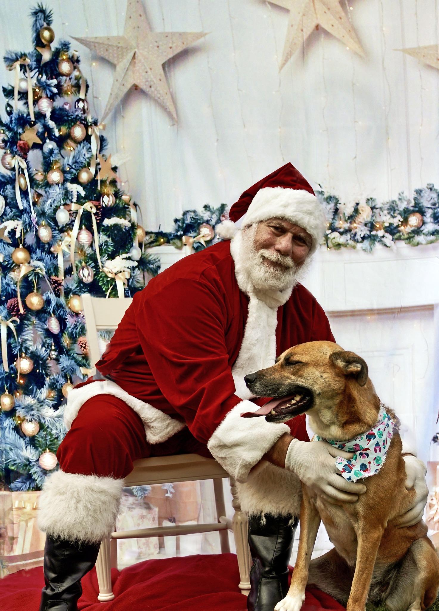 Enlarge Marilyn, a Adoptable mixed breed in Toney, AL image 3/6