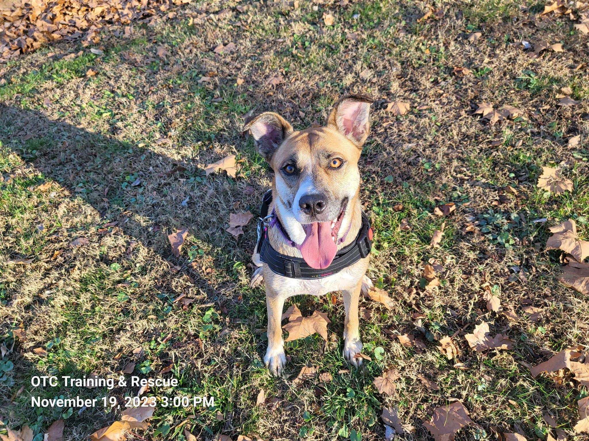 Enlarge Marilyn, a Adoptable mixed breed in Toney, AL image 4/6