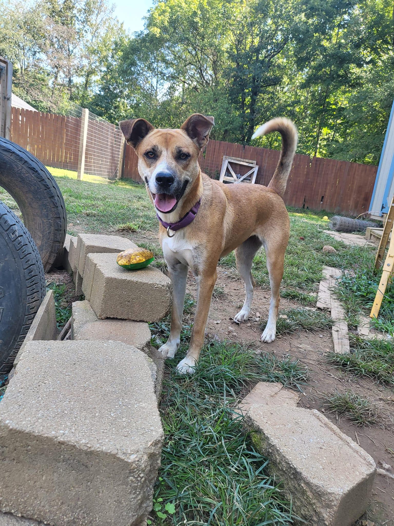 Enlarge Marilyn, a Adoptable mixed breed in Toney, AL image 5/6