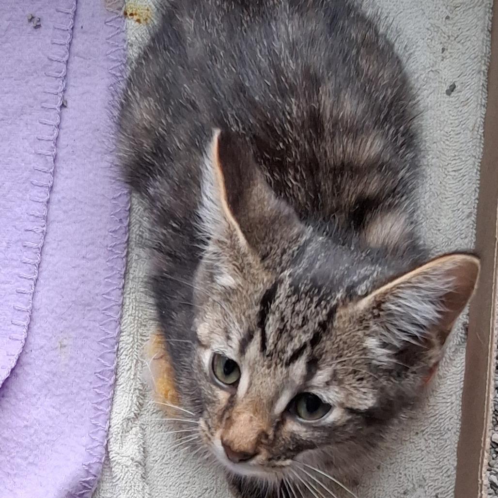 Rosie, Adoptable, Kitten Female Domestic Short Hair.