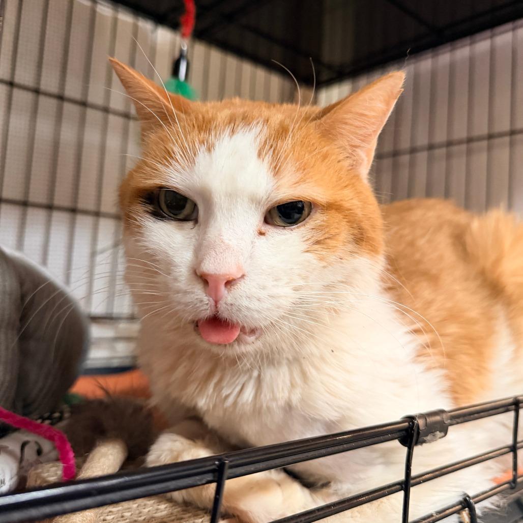 Thor Cuddles, a Adoptable Domestic Short Hair in New York, NY image 2/6