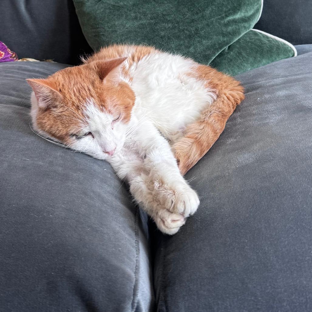 Thor Cuddles, a Adoptable Domestic Short Hair in New York, NY image 3/6