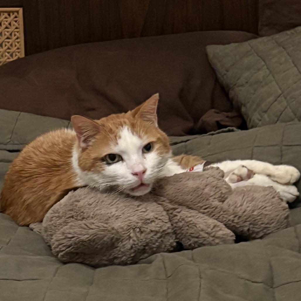 Enlarge Thor Cuddles, a Adoptable Domestic Short Hair in New York, NY image 3/6