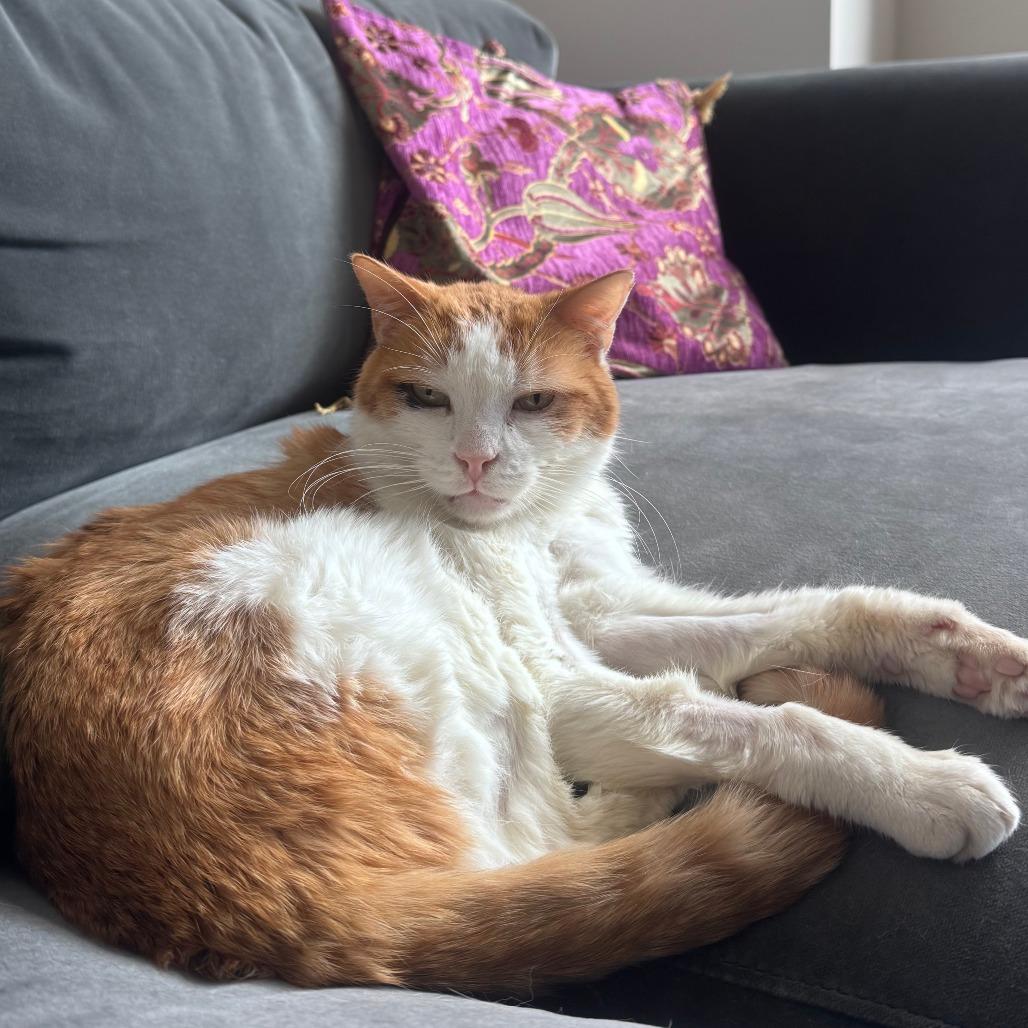 Enlarge Thor Cuddles, a Adoptable Domestic Short Hair in New York, NY image 2/6