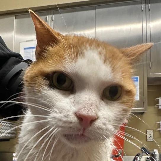 Thor Cuddles, a Adoptable Domestic Short Hair in New York, NY image 4/6