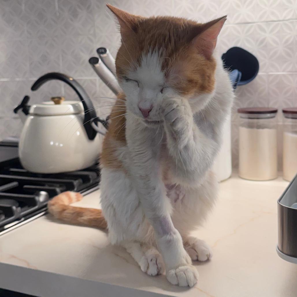 Enlarge Thor Cuddles, a Adoptable Domestic Short Hair in New York, NY image 3/6