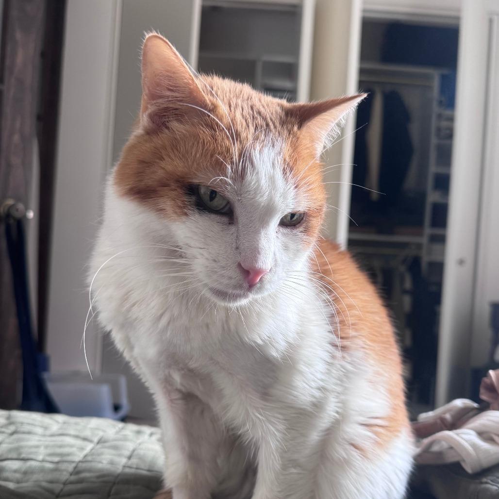 Enlarge Thor Cuddles, a Adoptable Domestic Short Hair in New York, NY image 4/6