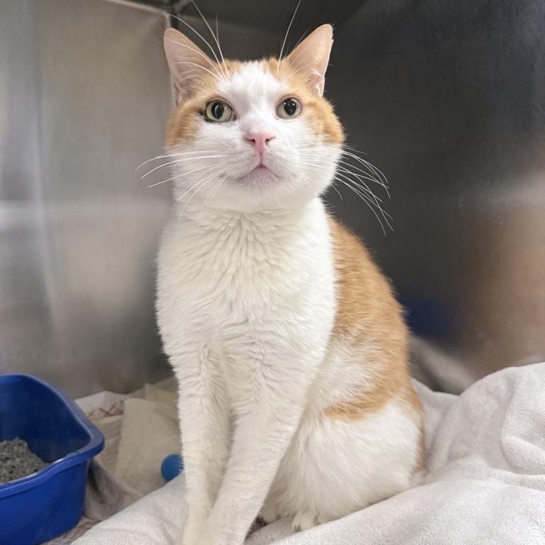 Enlarge Thor Cuddles, a Adoptable Domestic Short Hair in New York, NY image 5/6