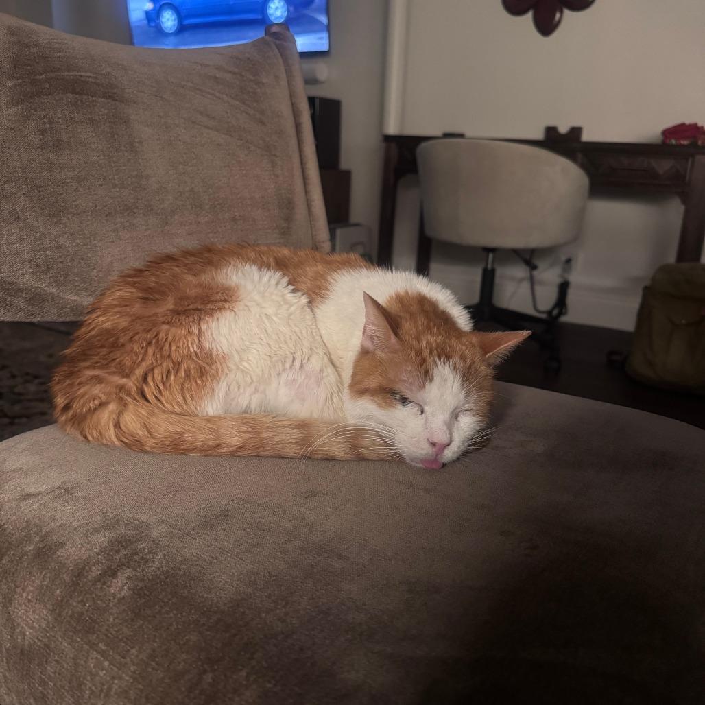 Thor Cuddles, a Adoptable Domestic Short Hair in New York, NY image 5/6