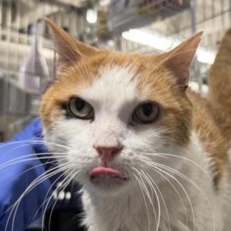 Thor Cuddles — thumbnail 6