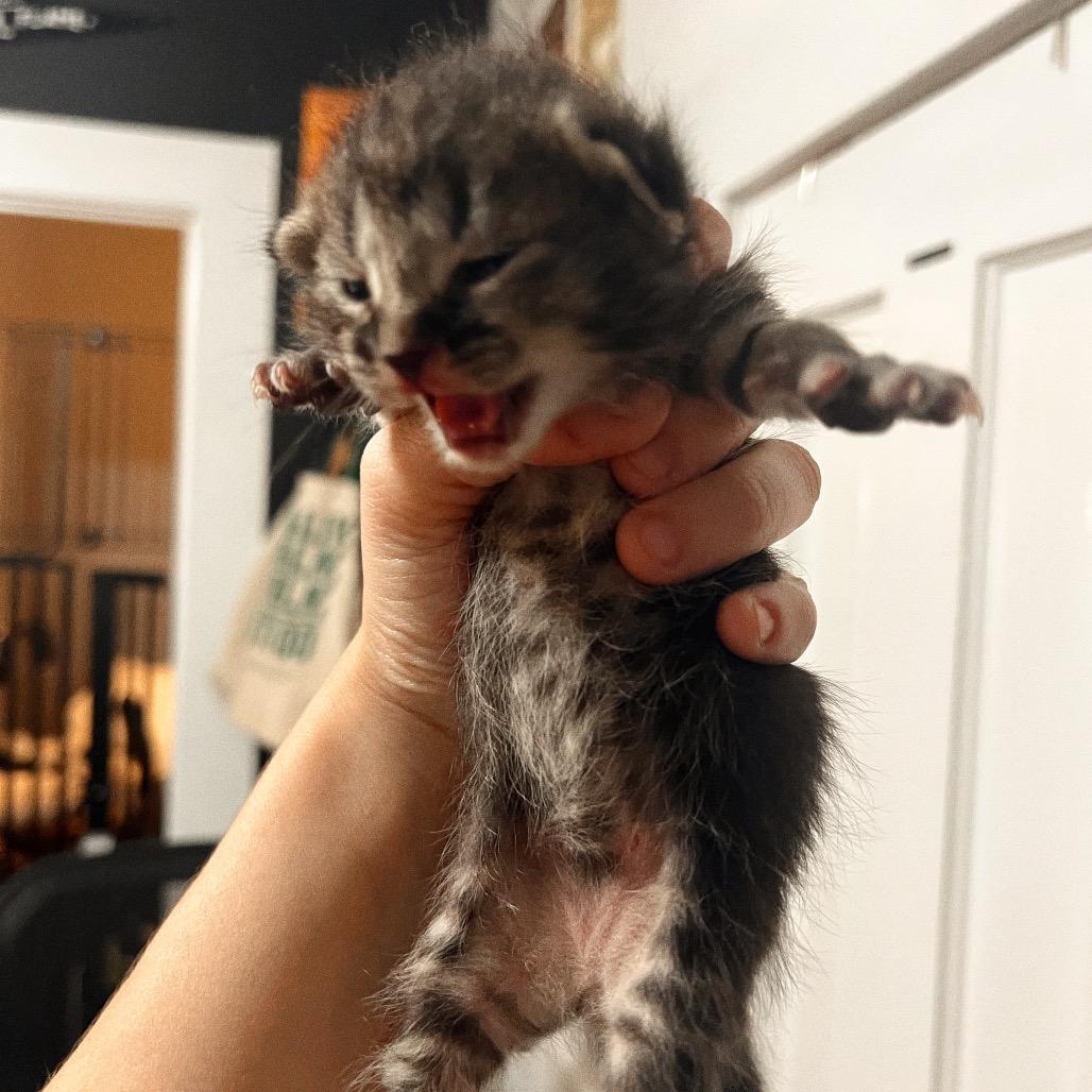 Enlarge TOE, a Adoptable Domestic Short Hair in San Antonio, TX image 2/2