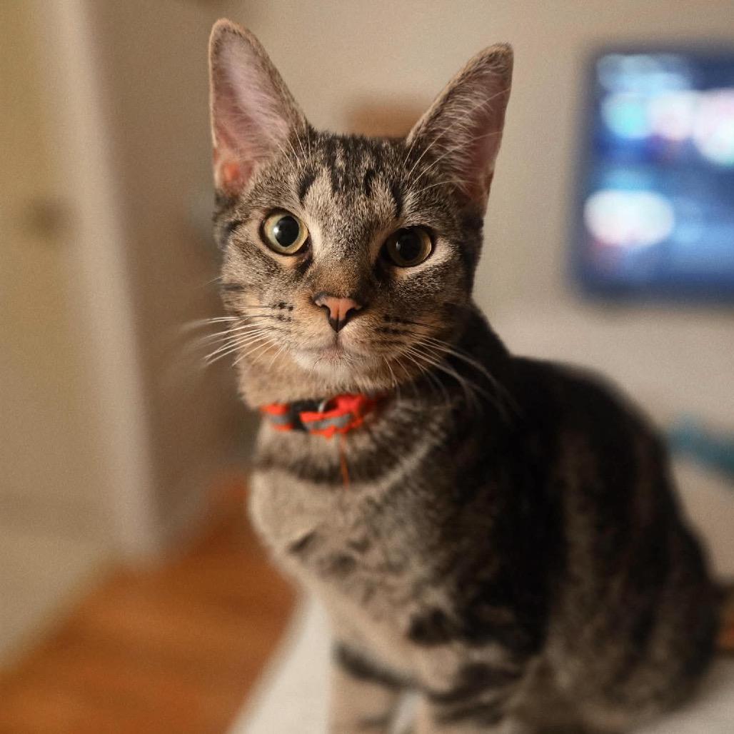 Enlarge TOE, a Adoptable Domestic Short Hair in San Antonio, TX image 3/3