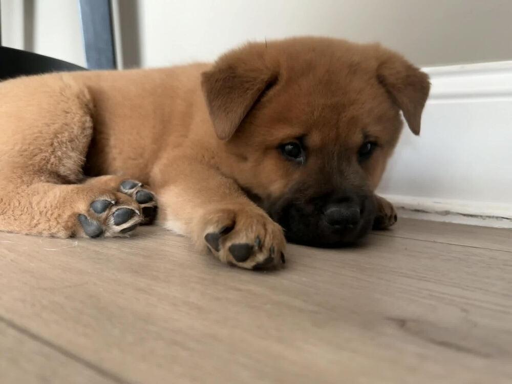 Enlarge Ross, a Adopted mixed breed in Chattanooga, TN image 2/3