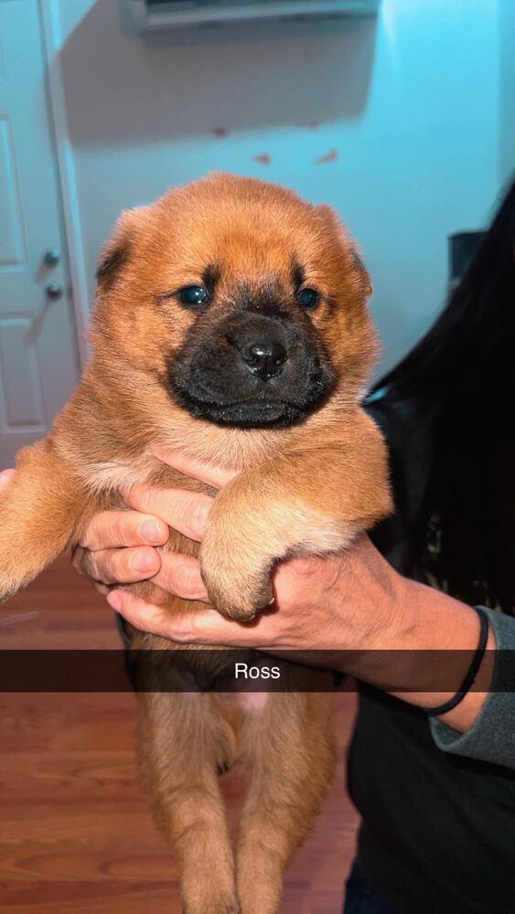 Enlarge Ross, a Adopted mixed breed in Chattanooga, TN image 3/3