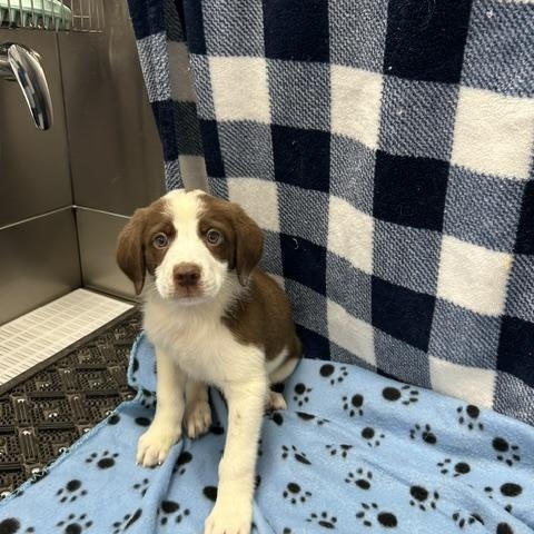 Enlarge Pumpkin, a ADOPTABLE mixed breed in Temple, TX image 2/4
