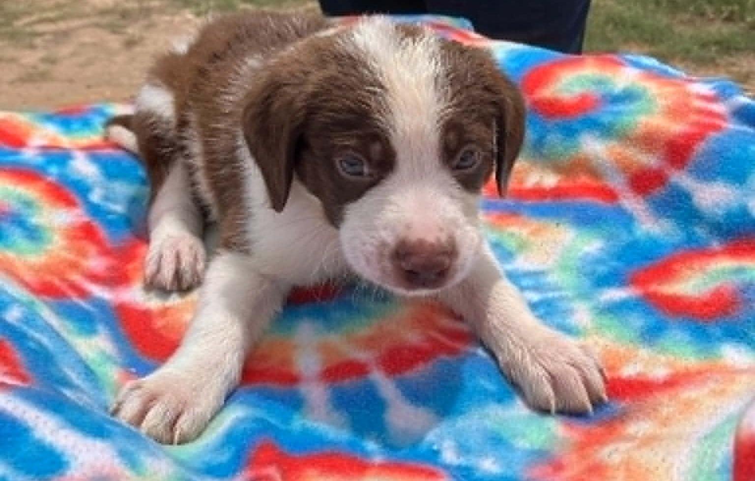 Enlarge Pumpkin, a ADOPTABLE mixed breed in Temple, TX image 1/4