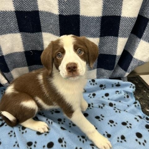 Enlarge Pumpkin, a ADOPTABLE mixed breed in Temple, TX image 1/4