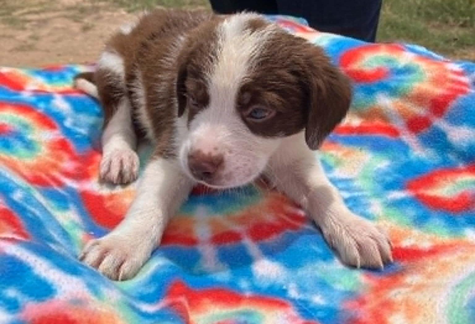 Enlarge Pumpkin, a ADOPTABLE mixed breed in Temple, TX image 2/4