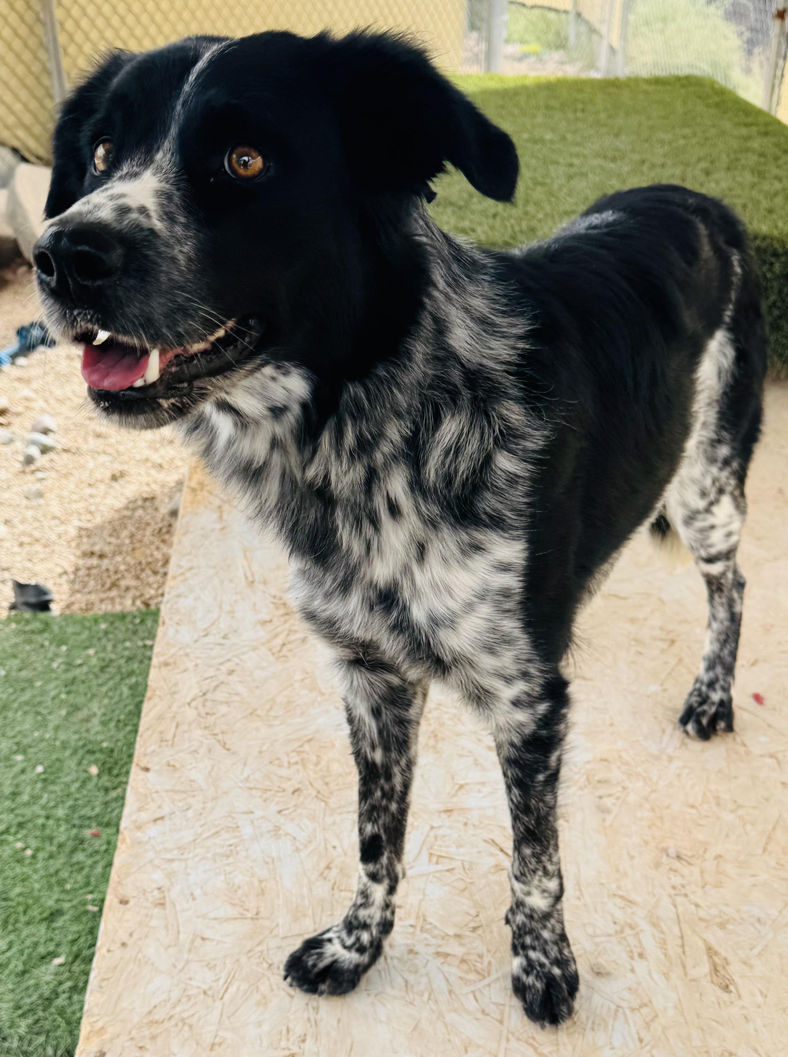 Olivia, a Adopted mixed breed in La Verkin, UT image 1/2