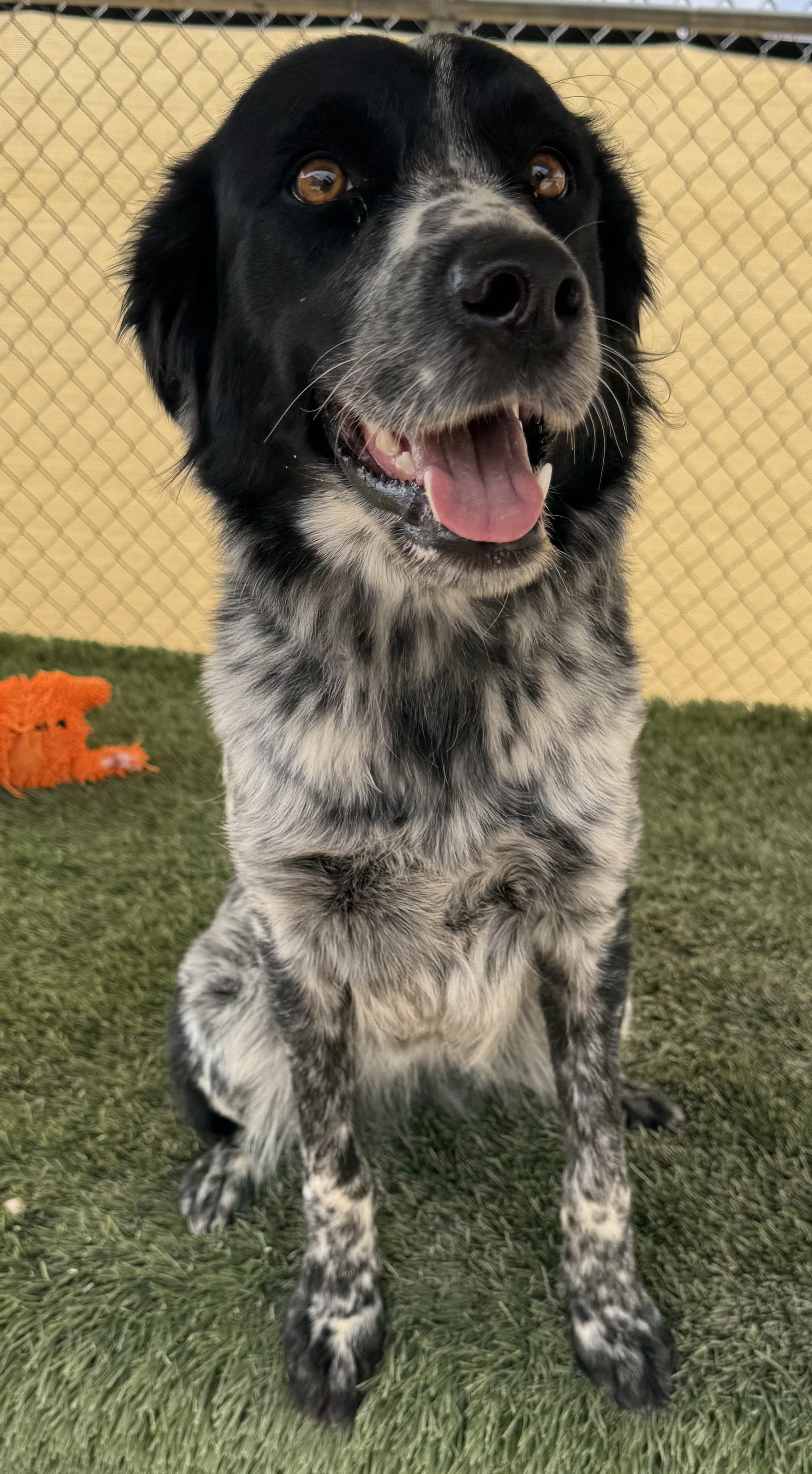 Olivia, a Adopted mixed breed in La Verkin, UT image 2/2