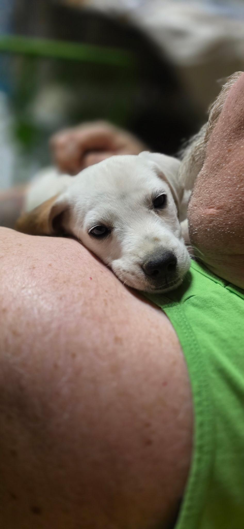 Enlarge Huck, a ADOPTABLE mixed breed in Baker, LA image 3/3