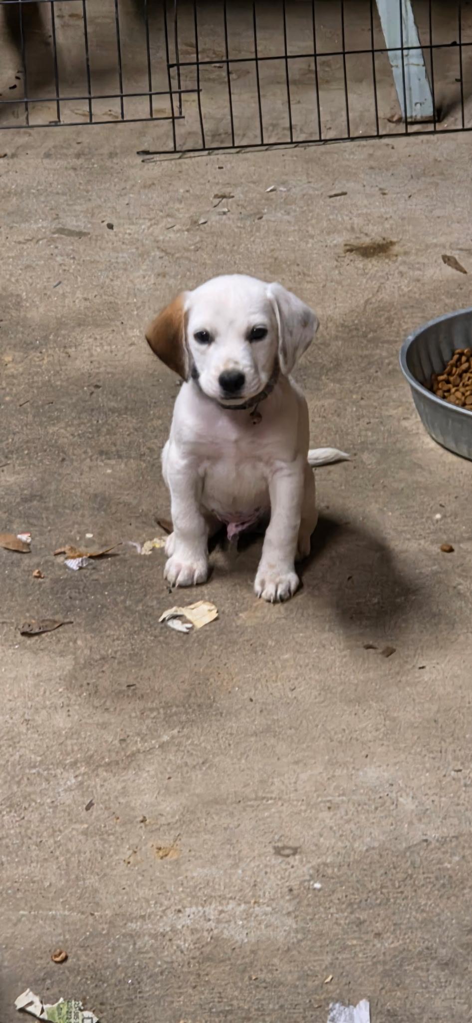 Enlarge Huck, a ADOPTABLE mixed breed in Baker, LA image 2/3