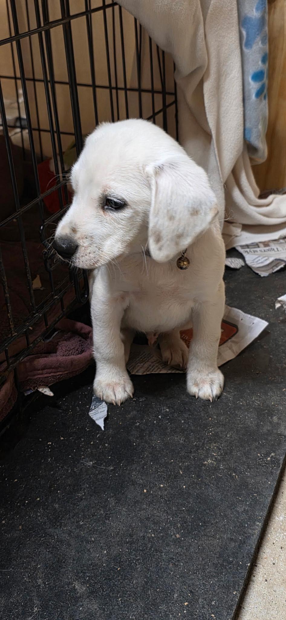 Enlarge Huck, a ADOPTABLE mixed breed in Baker, LA image 1/3