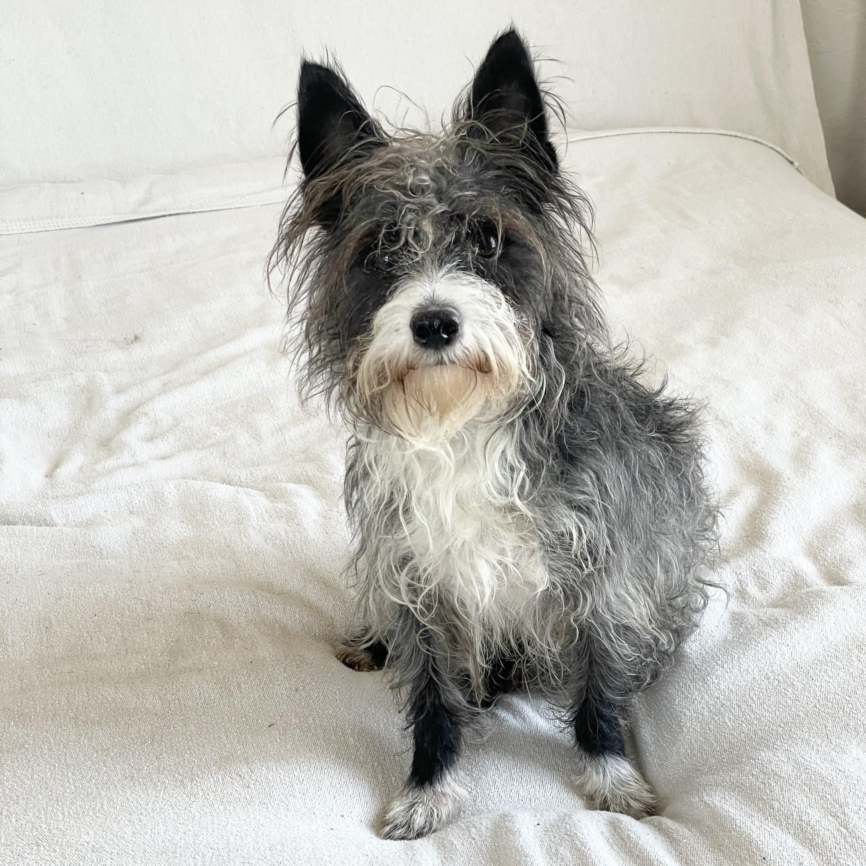 Enlarge Snuggly Stanley, a ADOPTABLE mixed breed in West Hartford , CT image 4/4