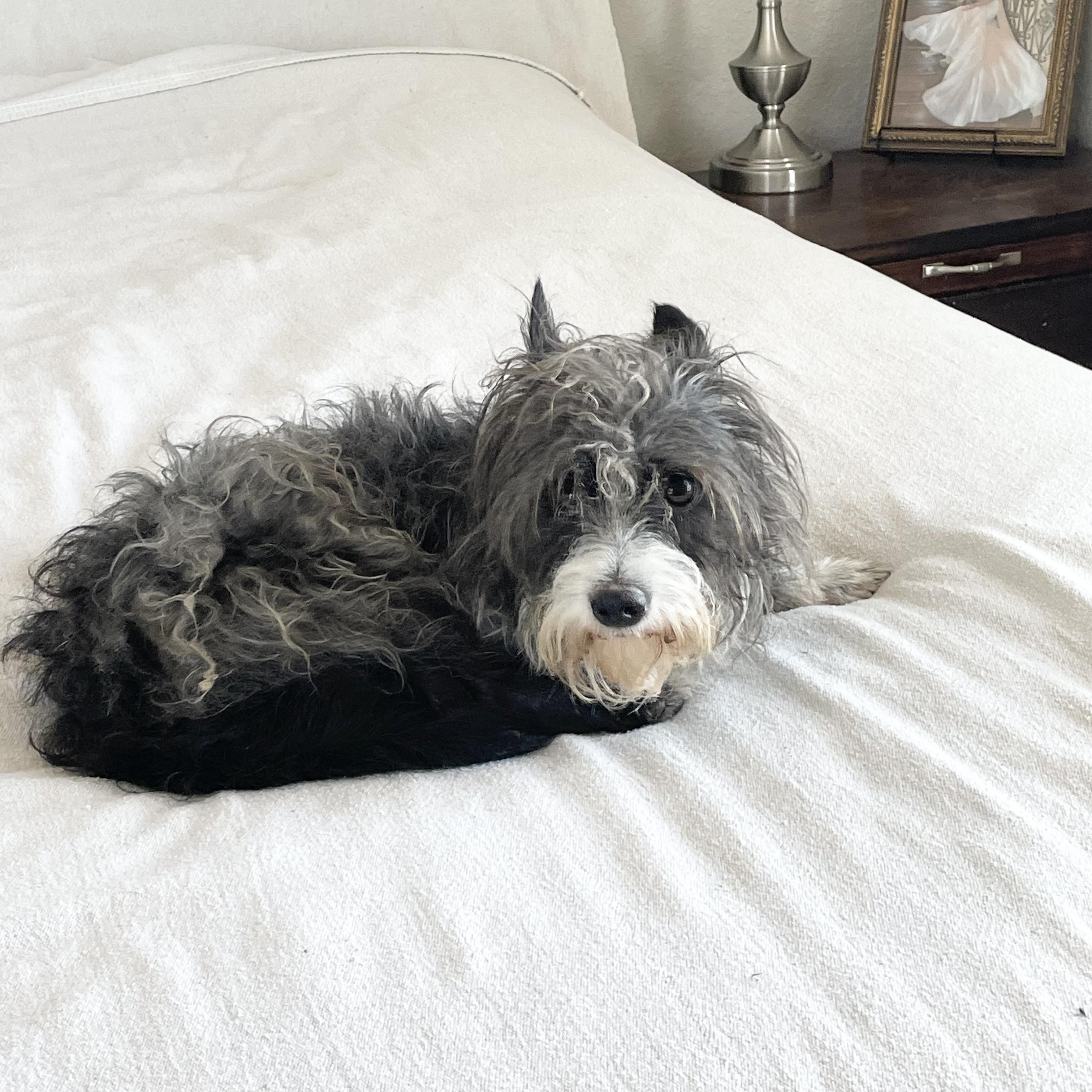 Enlarge Snuggly Stanley, a ADOPTABLE mixed breed in West Hartford , CT image 3/4