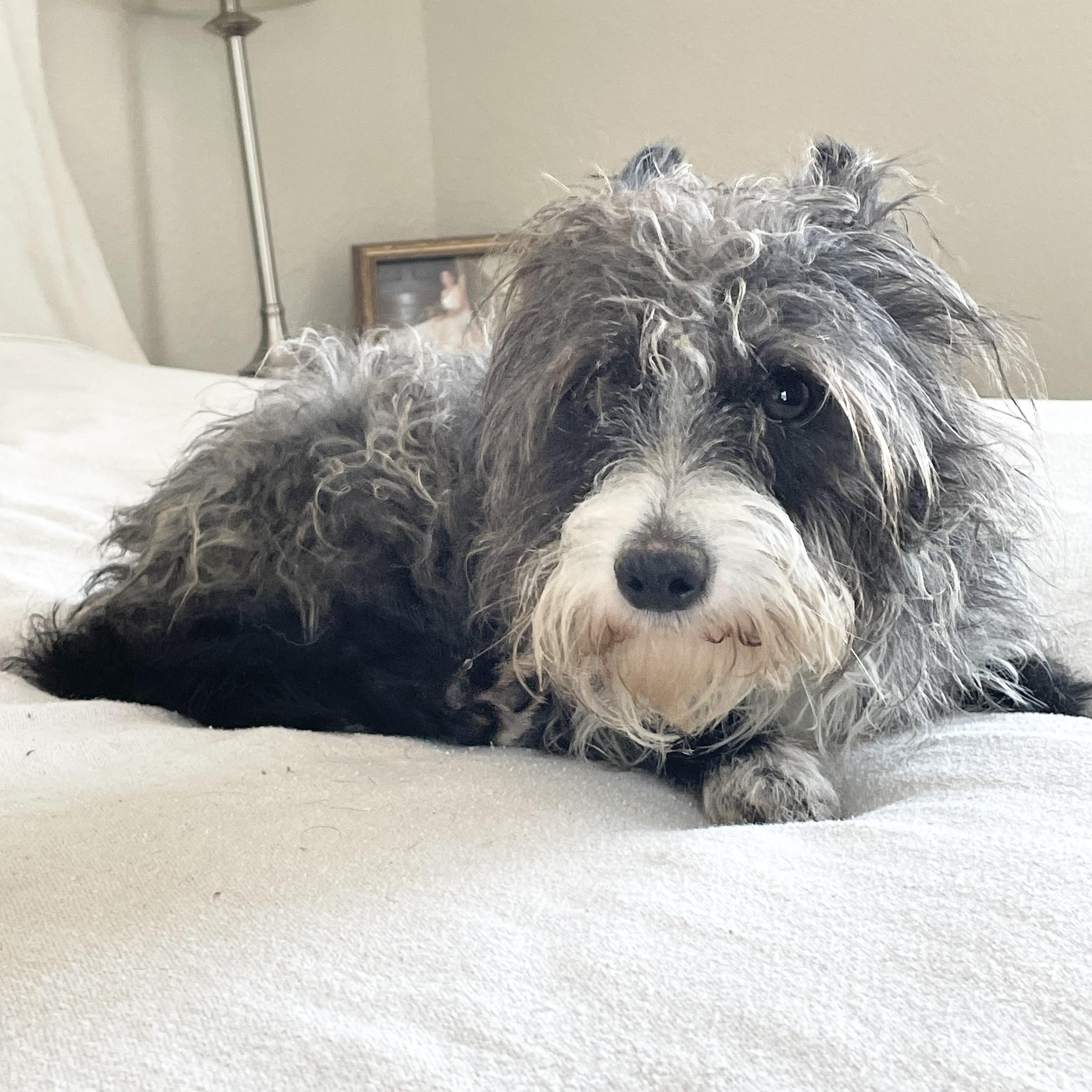 Enlarge Snuggly Stanley, a ADOPTABLE mixed breed in West Hartford , CT image 2/4