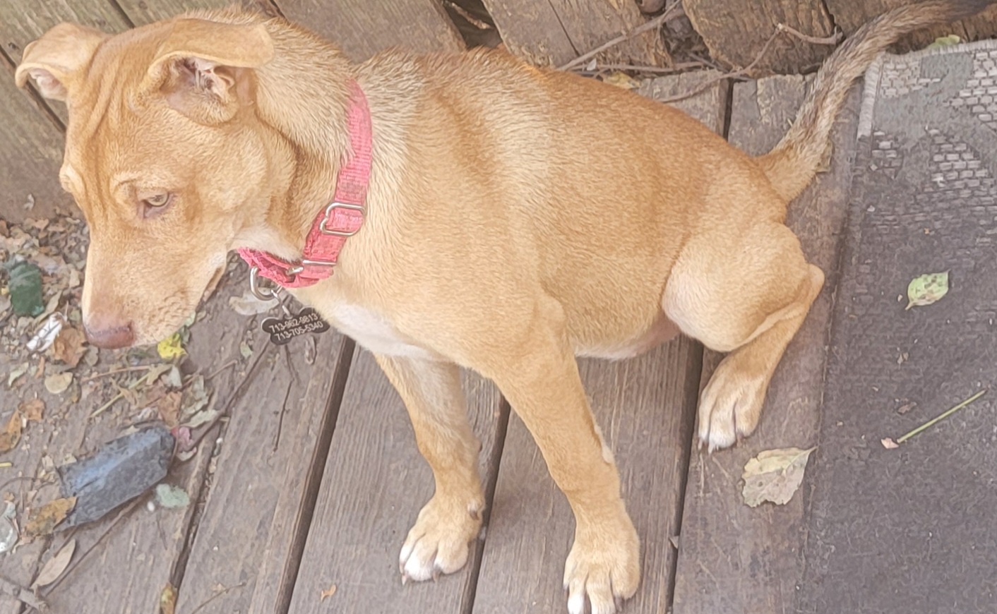 Dog for adoption Mary J, a Mixed Breed in Portland, OR Petfinder